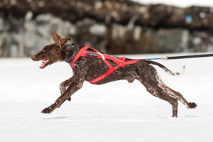 Non-Stop Dogwear Combined Harness