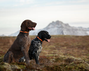 Non-Stop Dogwear Trail Quest Collar