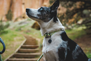 Ruffwear Knot-a-Collar