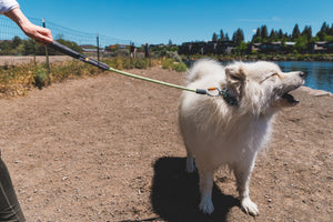 Ruffwear Knot-a-Long Leash