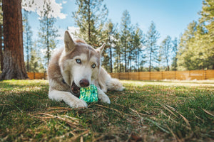 Ruffwear Morel™ Dog Toy