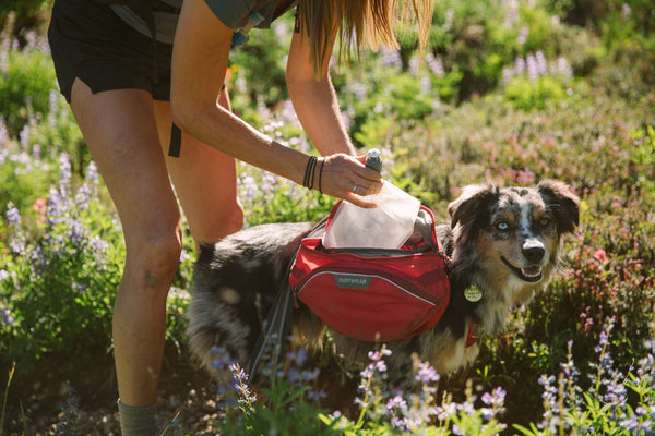 Ruffwear 1L Collapsible Water Bottle See SAWYER Run